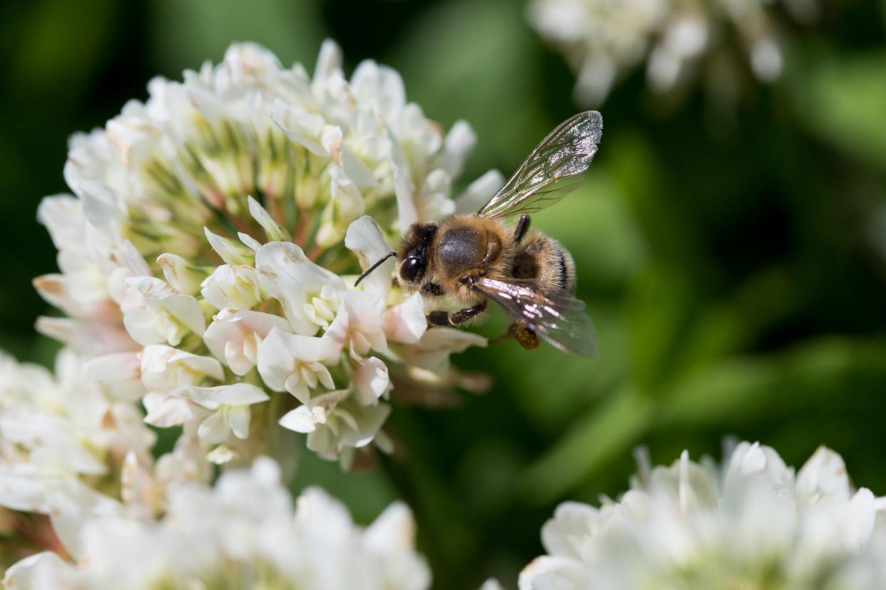 European honey bee.