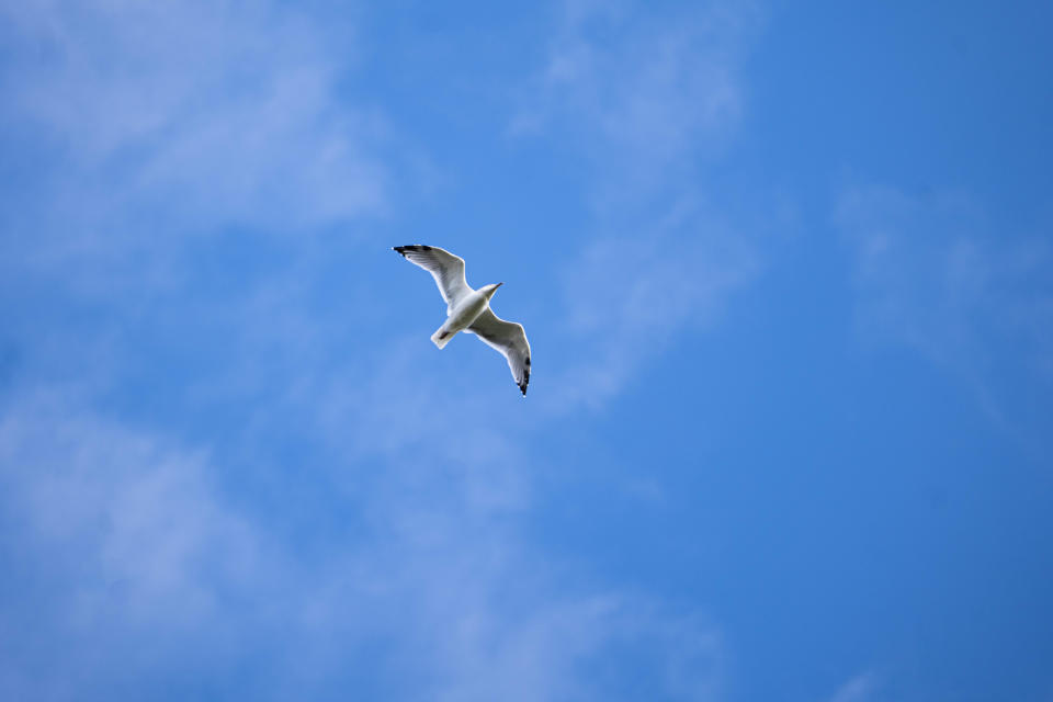 Seagull flying across a blue sky shot on a Leica 100-400mm Vario-Elmar-SL f/5-6.3