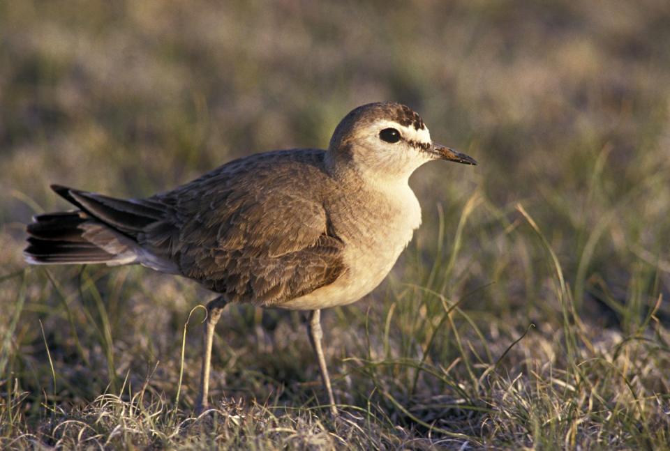 Mountain Plover