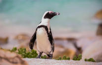 <p>An African Penguin walks at Boulders penguin colony in Simonstown, Cape Town, South Africa on September 27, 2016. According to South African National Parks (SANParks) over 60 000 tourists flock to Simonstown to photograph and watch the famous Boulders Beach penguins each year. World Tourism Day is marked worldwide on September 27. (Nic Bothma/EPA)</p>