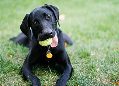 Indestructible toys for a lab? : r/labrador