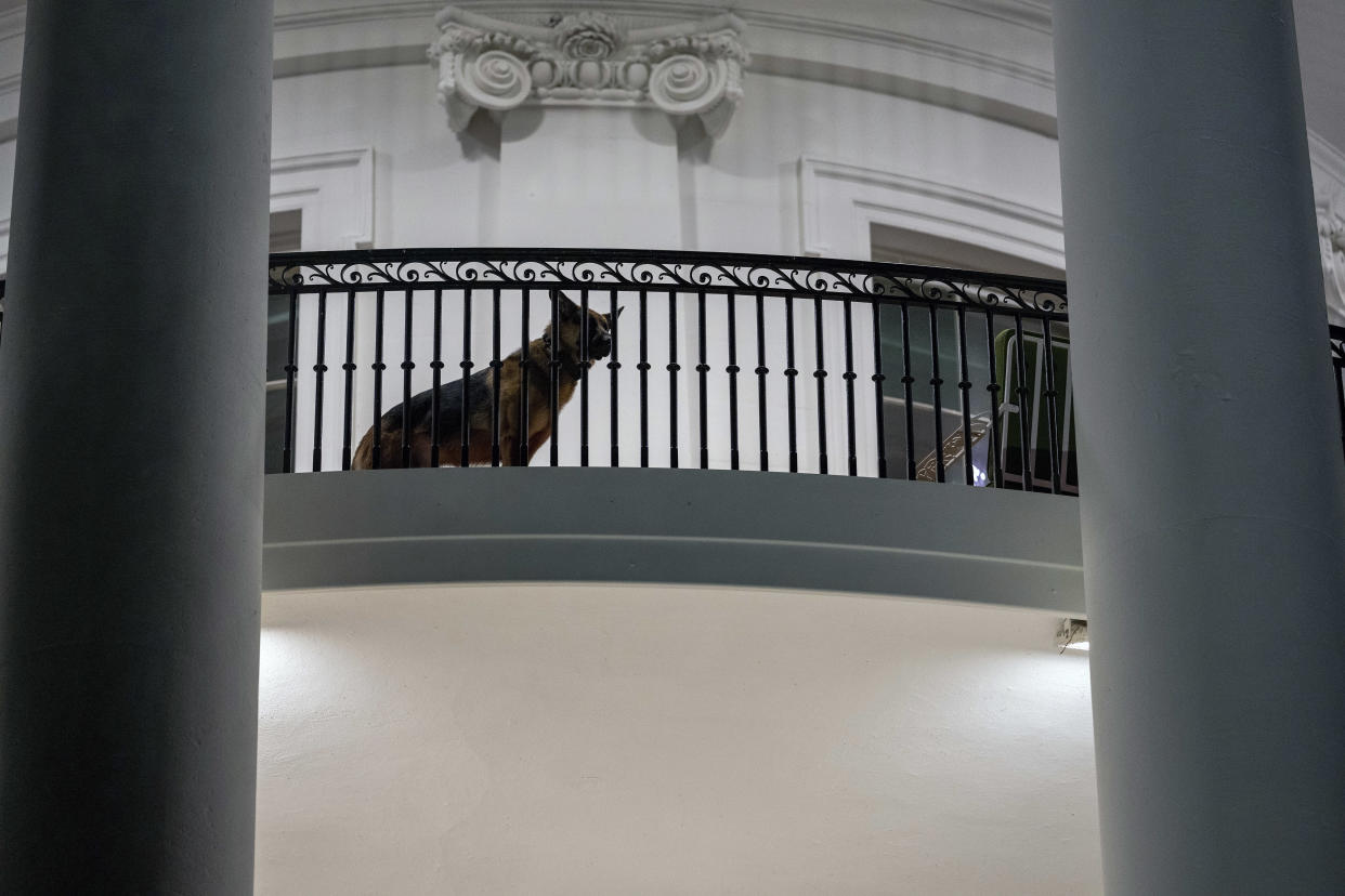 Commander, President Joe Biden’s dog, looks on as Biden returns to the White House from a trip to Japan on May 1, 2023. (Doug Mills/The New York Times)