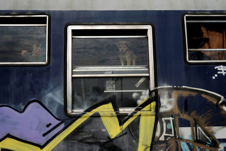 A dog looks through a train window at a railway station at a makeshift camp for refugees and migrants at the Greek-Macedonian border near the village of Idomeni, Greece, May 9, 2016. REUTERS/Marko Djurica