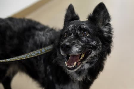 Guba, the 6 year-old normal weight Mudi, is seen before a test trying to find the reasons for obesity at the Ethology Department of the ELTE University in Budapest, Hungary, June 11, 2018. Picture taken June 11, 2018. REUTERS/Tamas Kaszas