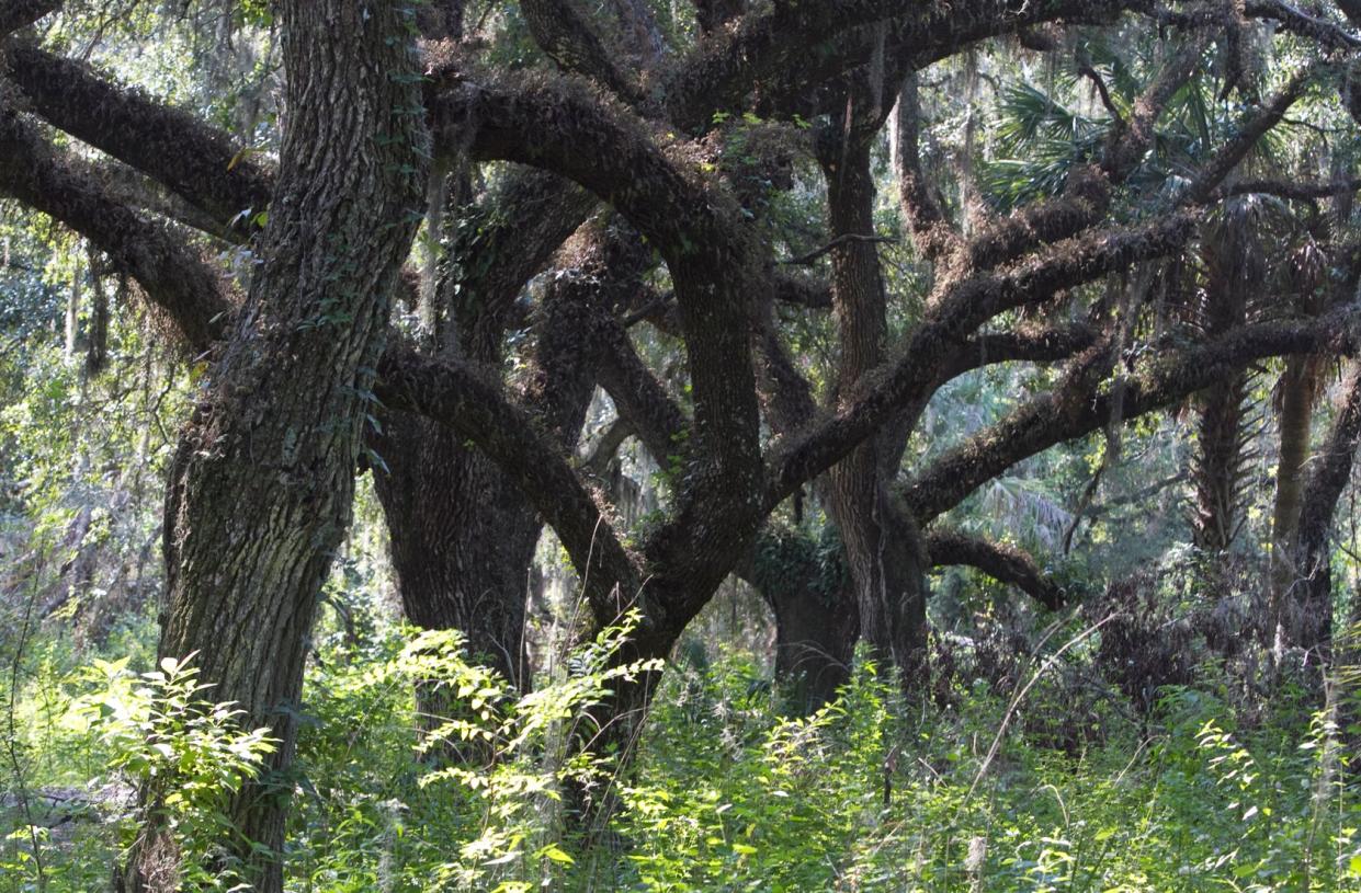 A hammock of live oak trees greets hikers along the Acorn Hammock Loop Trail at the Marshall Hampton Reserve.