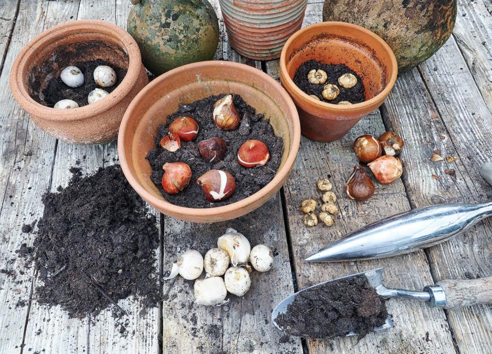 spring bulbs in pots