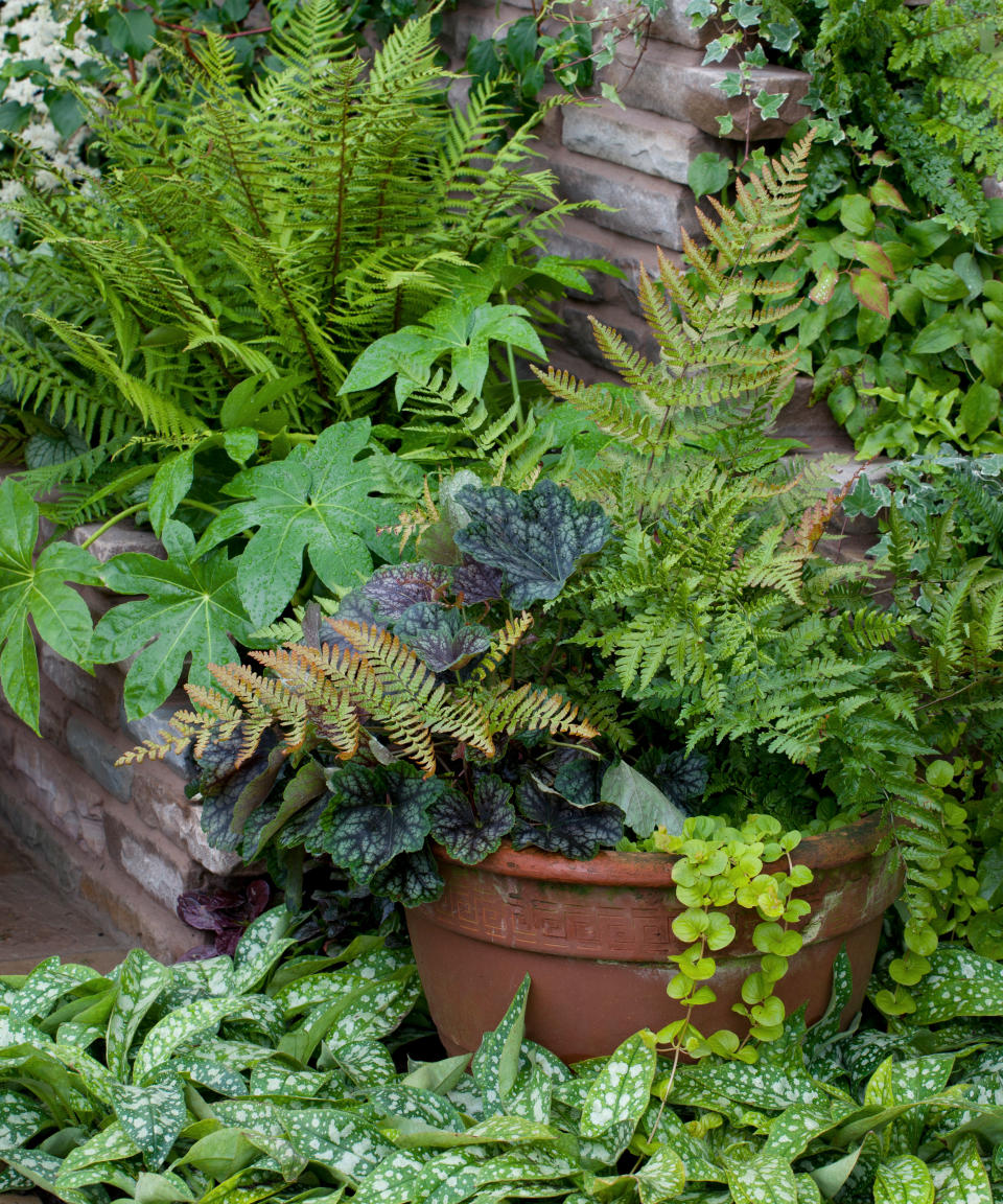 ferns growing in a pot