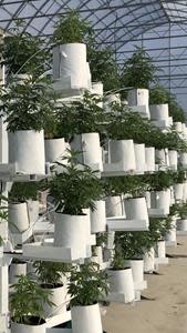 Affinor Growers Patented Vertica Growing Technology