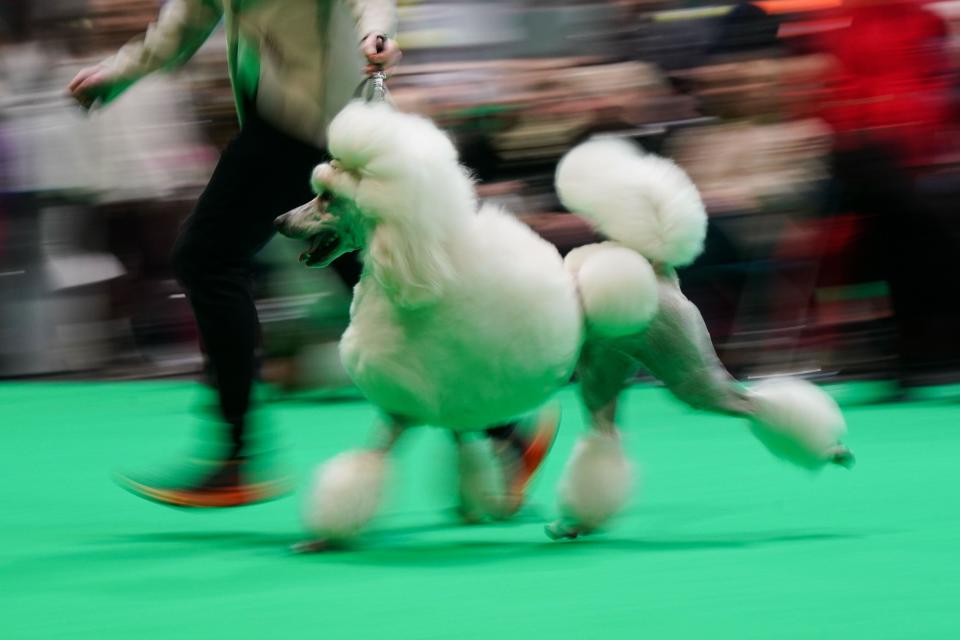 A standard Poodle in the showring during the first day of the Crufts Dog Show at the National Exhibition Centre (NEC) in Birmingham. Picture date: Thursday March 7, 2024.