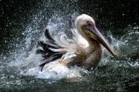 <strong>Rosy pelican having fun in water.</strong> (Photo by Anuwar Hazarika/NurPhoto via Getty Images)
