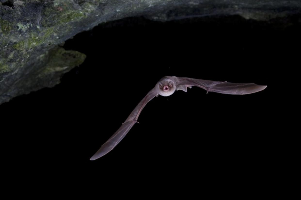 <span class="caption">Un ejemplar de _Miniopterus scheibersii_, murciélago de cueva.</span> <span class="attribution"><a class="link " href="https://commons.wikimedia.org/wiki/File:Miniopterus_scheibersii_01.jpg" rel="nofollow noopener" target="_blank" data-ylk="slk:Wikimedia Commons / C. Robiller/naturlichter.de;elm:context_link;itc:0;sec:content-canvas">Wikimedia Commons / C. Robiller/naturlichter.de</a>, <a class="link " href="http://creativecommons.org/licenses/by-sa/4.0/" rel="nofollow noopener" target="_blank" data-ylk="slk:CC BY-SA;elm:context_link;itc:0;sec:content-canvas">CC BY-SA</a></span>