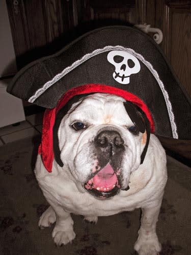 Pirate Pooch