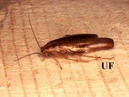 German cockroach.