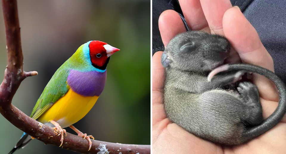 A Gouldian finch on a branch (left) A black-footed tree-rat baby in someone's hand (right)
