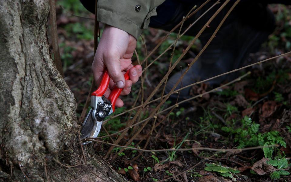 If you want to cut down or prune a significant tree you must give your local council six weeks' notice