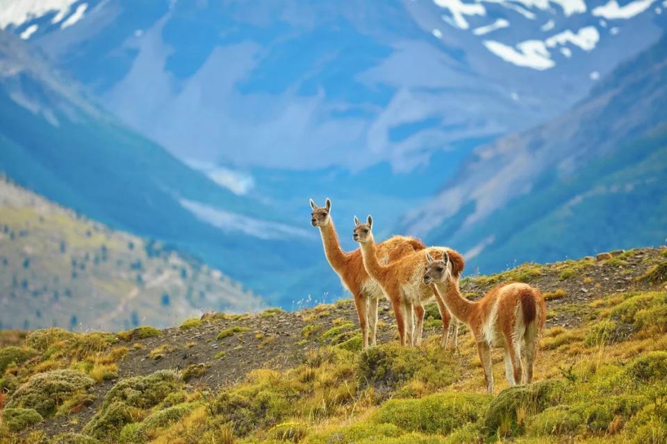 La Patagonia, incluido el Parque Nacional Torres del Paine, es uno de los destinos elegidos por Lonely Planet para 2024. (encrier/iStockphoto/Getty Images)