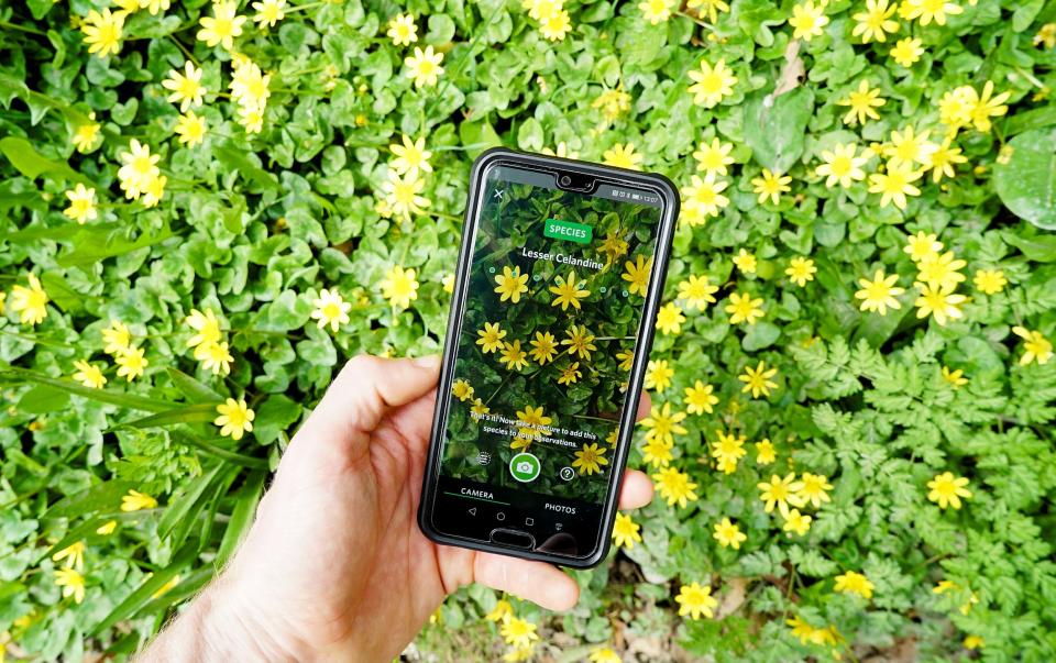 The Seek app helps identify wild plants