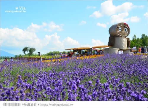 北海道花海 美瑛必去景點 四季彩之丘 超美 夏季限定的