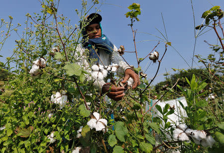 A worker harvests cotton in a field on the outskirts of Ahmedabad, India, October 2016. REUTERS/Amit Dave
