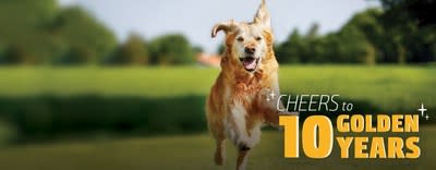 Morris Animal Foundation celebrates the 10th anniversary of the Golden Retriever Lifetime Study