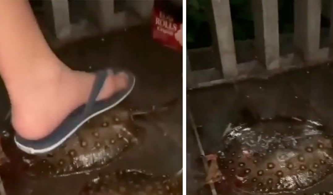An incident involving a boy stepping on two motoro stingrays is being investigated by the Animal & Veterinary Service (AVS).