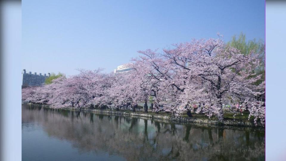 上野公園內的櫻花盛開景象，夜間打燈相當人氣。（東京觀光財團 提供）