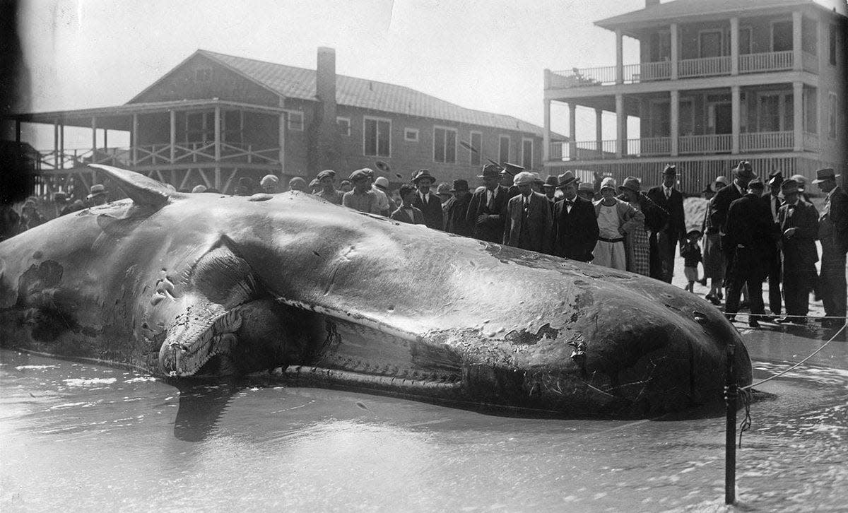 Spectators visit the beached whale known as Trouble, which washed ashore on Wrightsville Beach in April 1928. Its skeleton now hangs in the N.C. Museum of Natural Sciences in Raleigh.