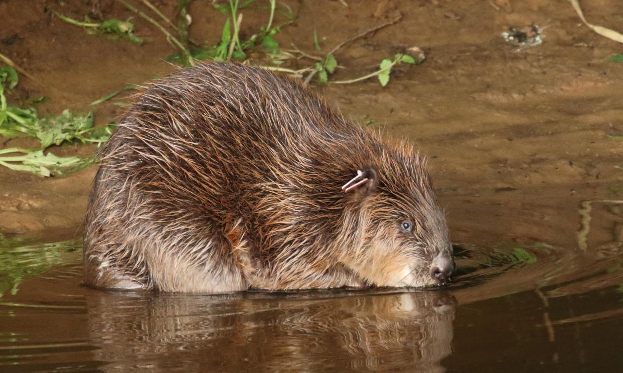 <span>A beaver on the River Otter. They first appeared there in 2008 and are now living in 20 family territories along the river and its tributaries.</span><span>Photograph: Michael Symes/Devon Wildlife Trust</span>