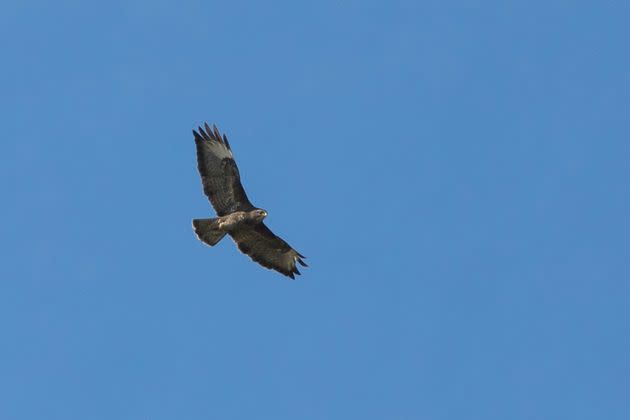 A common buzzard