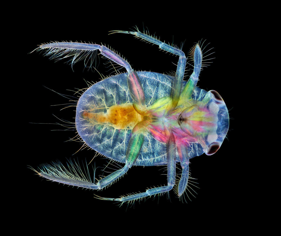 (Photo: Anne Algar/Nikon Small World)