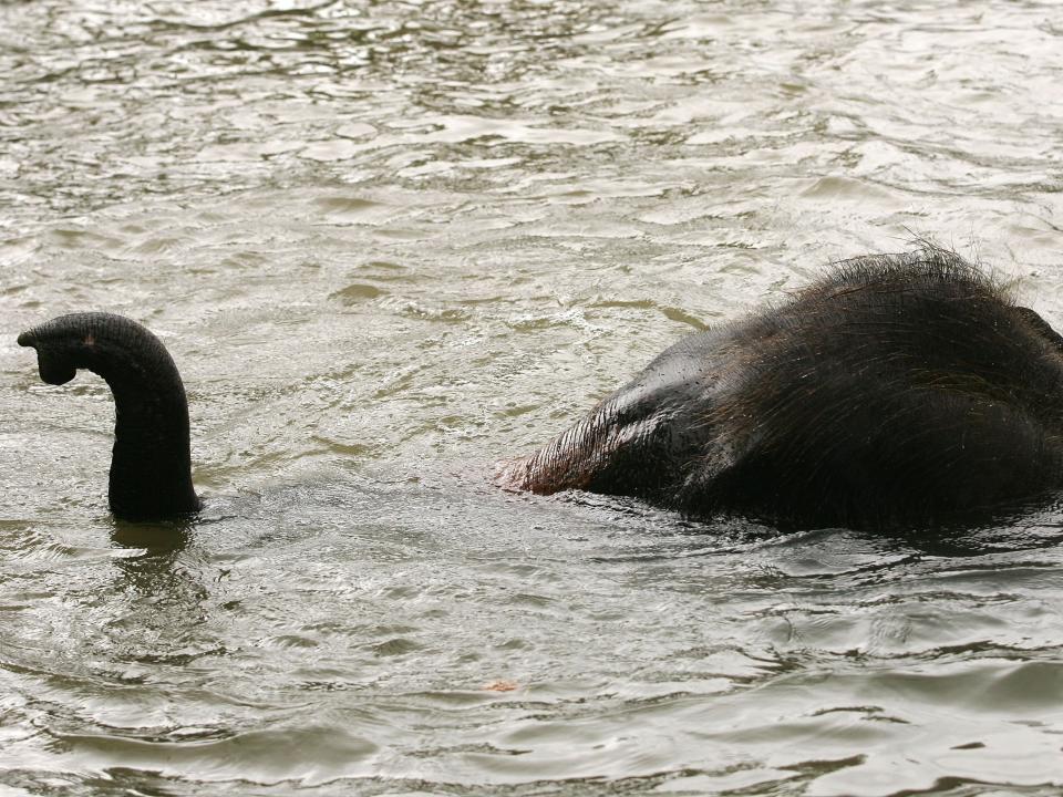 elephants swimming