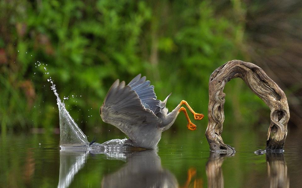 Title: Unexpected plunge Description: A Striated heron dives in Zimanga Private Game Reserve, South Africa.