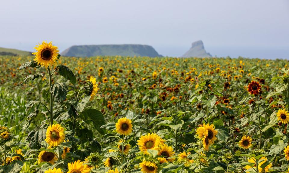 <p>The National Trust's Rhossili Bay is home to 15 hectares of wildflower meadows and over 17 sunflower fields. Located along the beautiful South Gower coastline in Wales, it's a breathtaking maze-like display to enjoy each summer.</p><p><a class="link " href="https://www.nationaltrust.org.uk/rhosili-and-south-gower-coast/features/sunflowers-at-rhosili" rel="nofollow noopener" target="_blank" data-ylk="slk:MORE INFO;elm:context_link;itc:0">MORE INFO</a></p>