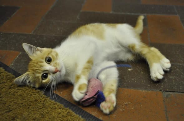 Cute kitten survives 3,000-mile flight from Egypt to UK