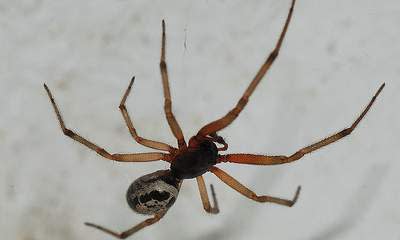 False Widow Spider Outbreak Closes School