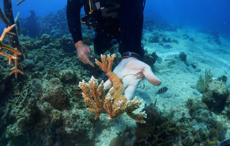 FILE PHOTO: A group of Cuban diving instructors and volunteers restore coral reefs on the north coast of Cuba
