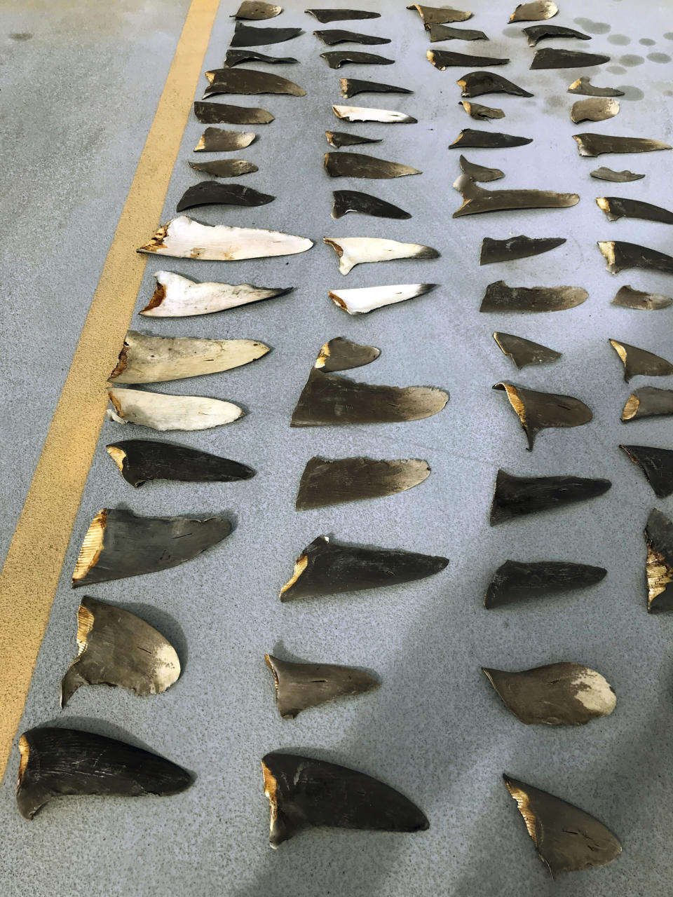 This Nov. 28, 2018 photo provided by the United States Attorney's Office and introduced as evidence in court in Honolulu shows some of the hundreds of shark fins seized from a Japanese fishing boat. U.S. prosecutors in Hawaii accuse the owner and officers of the Japanese fishing boat of helping Indonesian fishermen smuggle nearly 1,000 shark fins. Hamada Suisan Co. Ltd., the Japanese business that owned the vessel, and JF Zengyoren, a Japanese fishing cooperative, were charged on Dec. 11, 2018, with aiding and abetting the trafficking and smuggling of shark fins. (U.S. Attorney's Office via AP)