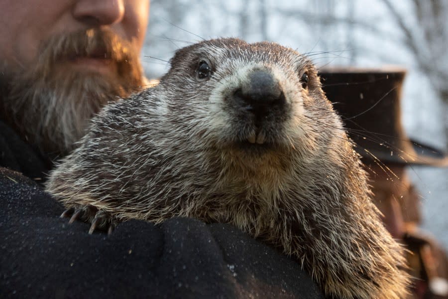 FILE – In this Feb. 2, 2020, file photo, Groundhog Club co-handler Al Dereume holds Punxsutawney Phil, the weather prognosticating groundhog, during the 134th celebration of Groundhog Day on Gobbler’s Knob in Punxsutawney, Pa. Due to safety precautions regarding COVID-19 transmission, the Punxsutawney Groundhog Club has said there will be no public attendance for the 2021 event. However, the club’s inner circle will make the trek to Gobblers Knob on Tuesday, Feb. 2, for the 135th celebration that will be broadcast via television, internet and live-streamed. (AP Photo/Barry Reeger, File)