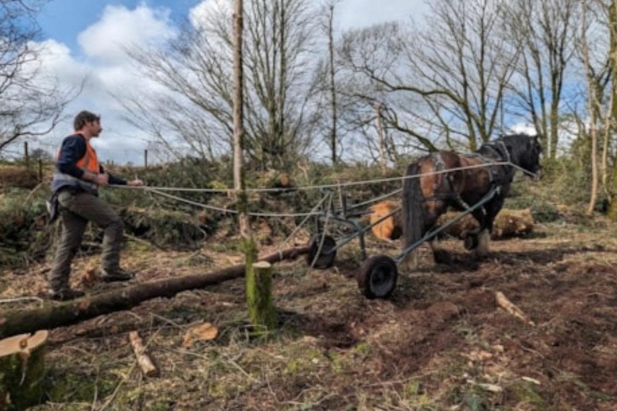 Four-legged friend helping to support Bodmin Moor's wildlife <i>(Image: South West Water)</i>