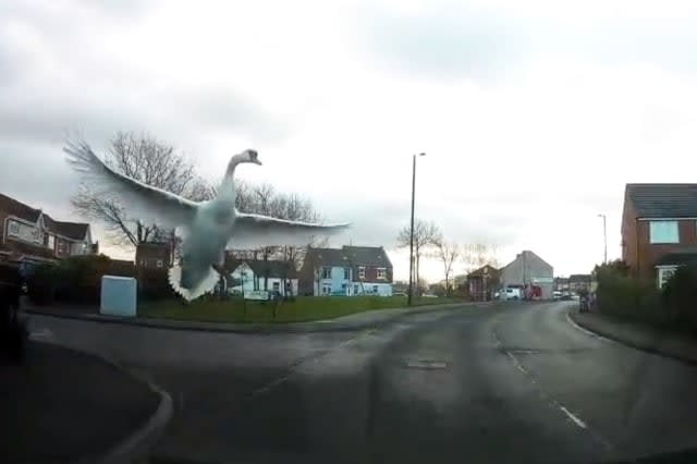 Terrifying moment flying swan smacks into driver's windscreen