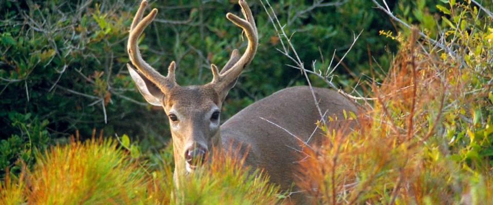 Male Deer in Dune Brush on Kiawah Island, South Carolina