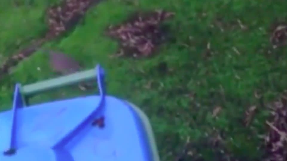 Multiple rats can be seen fearlessly running around the front yard of a UK home. Photo: Supplied