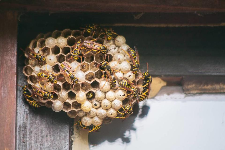 Yellowjackets are among the most common social wasp species in California.