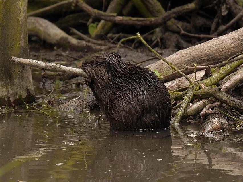 One of a pair of baby beavers, or kits, born in Essex - the first born in the county for over 400 years: PA