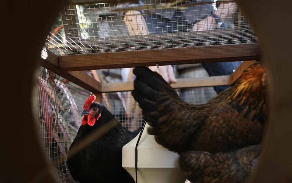 With the price of Grade A eggs up 138% since last year, some families are turning to backyard chicken coops.<span class="copyright">Liz Hafalia––San Francisco Chronicle via Getty Images</span>