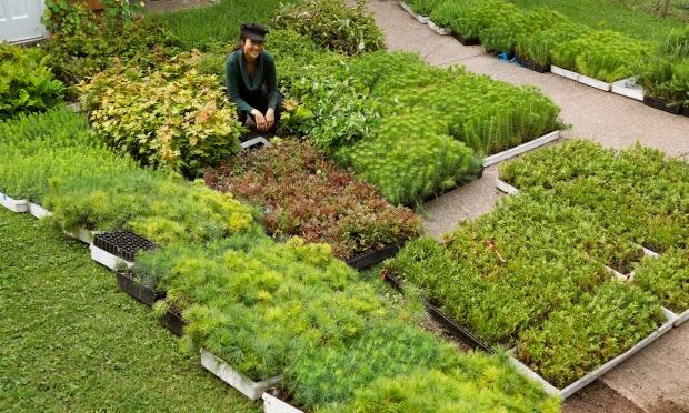 A Replant volunteer poses with 12,000 seedlings. 