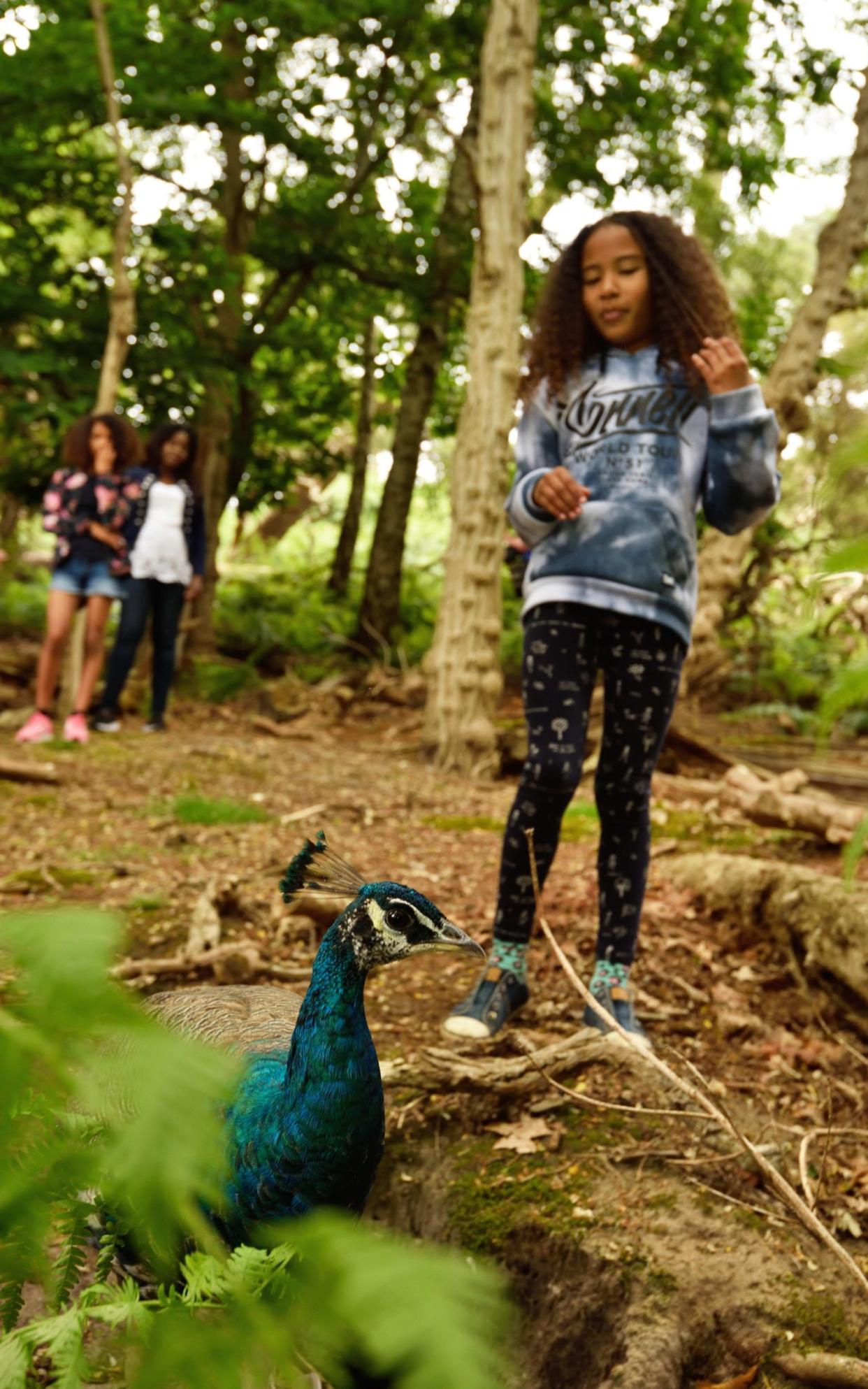 Wildlife is rife on Brownsea Island, Dorset