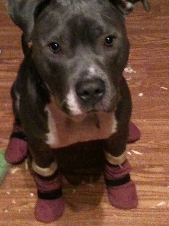 Knee High Water-repellent Dog Booties