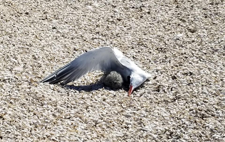 A Herring gull chick attempts to shelter under a dead Caspian tern on Gravel Island off Door County. An outbreak of highly pathogenic avian influenza (HPAI) has killed at least 64% of Wisconsin's breeding population of Caspian terns, according to researchers, as well as an undetermined number of other birds, including American white pelicans and bald eagles.