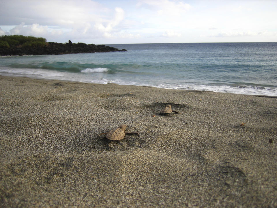 In this undated photo provided by the U.S. National Park Service, endangered Hawaiian hawksbill sea turtle hatchlings move into the ocean at Pohue Bay on Hawaii's Big Island. Hawaii Volcanoes National Park on the Big Island on Tuesday, July 12, 2022, was given new land in a deal that will protect and manage an ocean bay area that is home to endangered and endemic species and to rare, culturally significant Native Hawaiian artifacts. (National Park Service via AP)